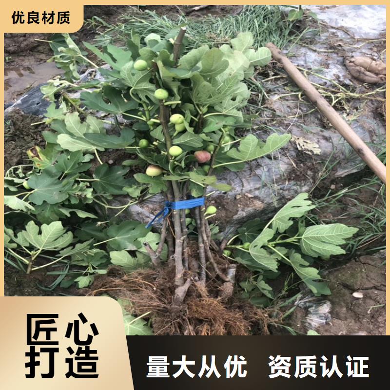 金傲芬无花果苗适合种植地区/轩园园艺场