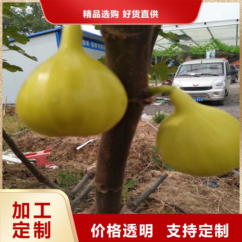 金傲芬无花果苗适合种植地区/轩园园艺场