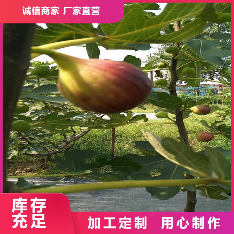 无花果,杏树苗价格低