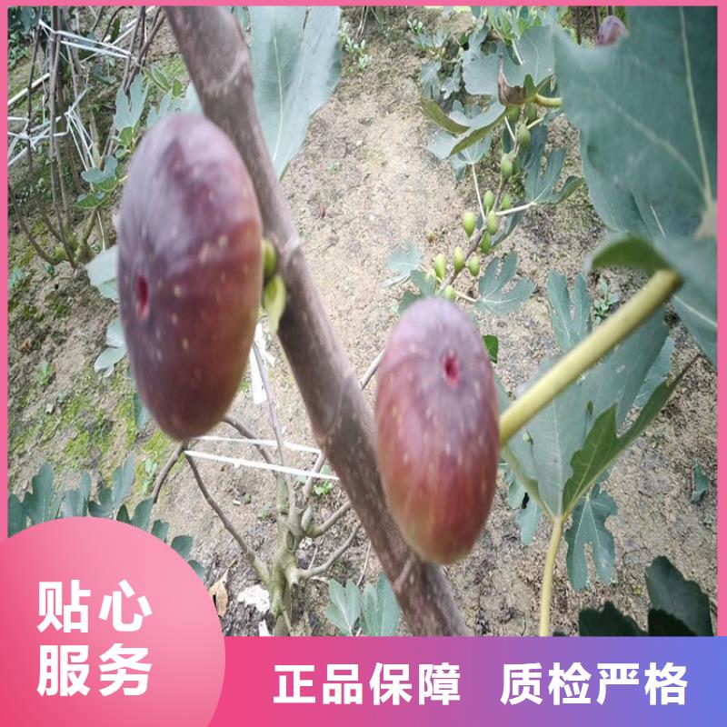 紫果无花果树苗育苗基地