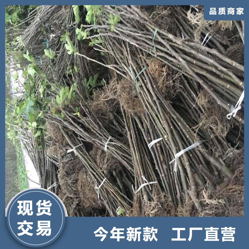 无花果,石榴树厂家供应