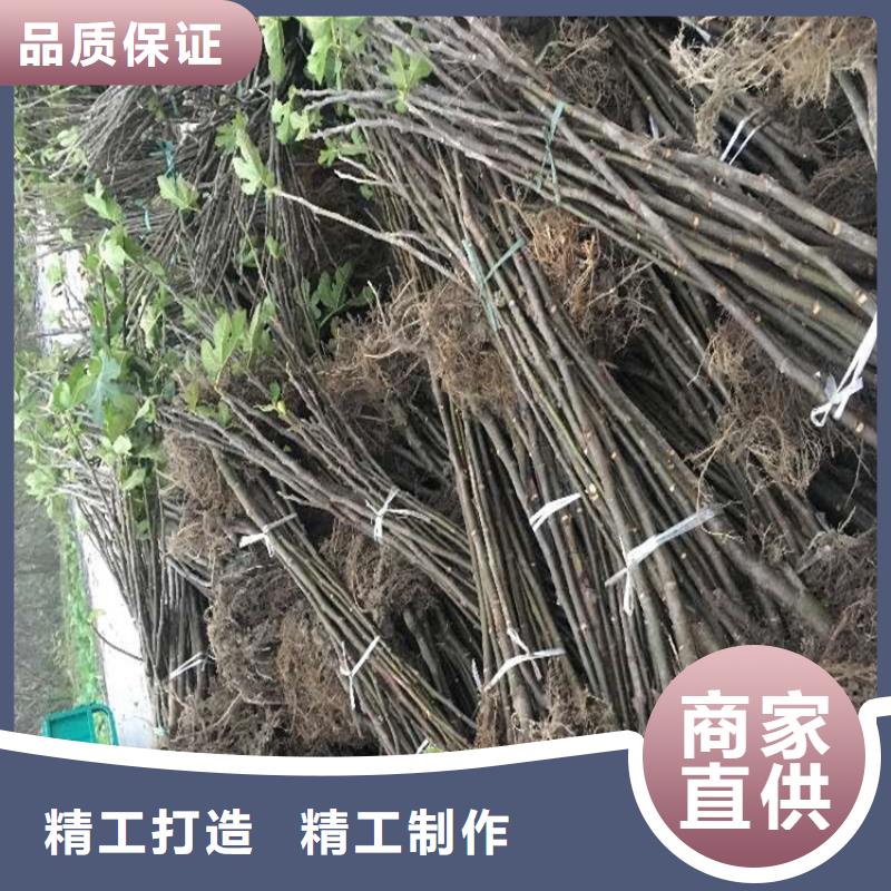 无花果苹果苗可接急单