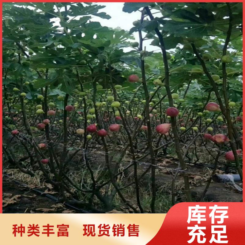 【无花果,樱桃苗一站式服务】