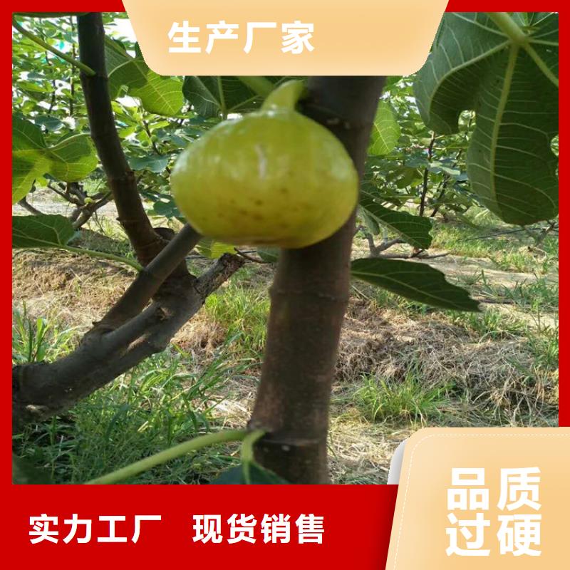 紫果无花果树苗基地直销