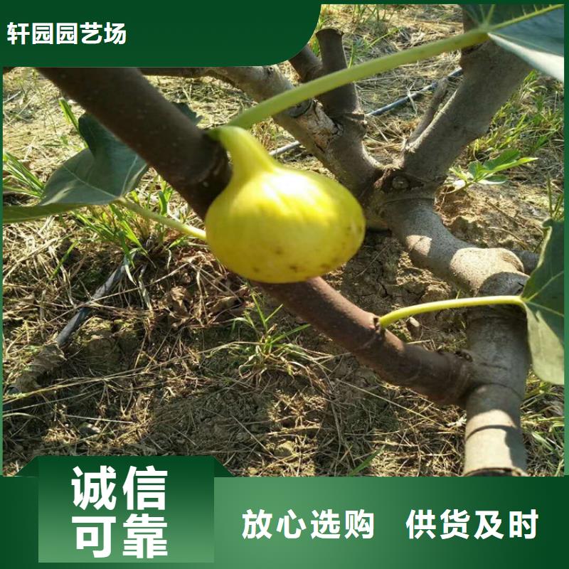 无花果,杏树苗价格低