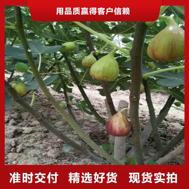 无花果樱桃苗客户信赖的厂家