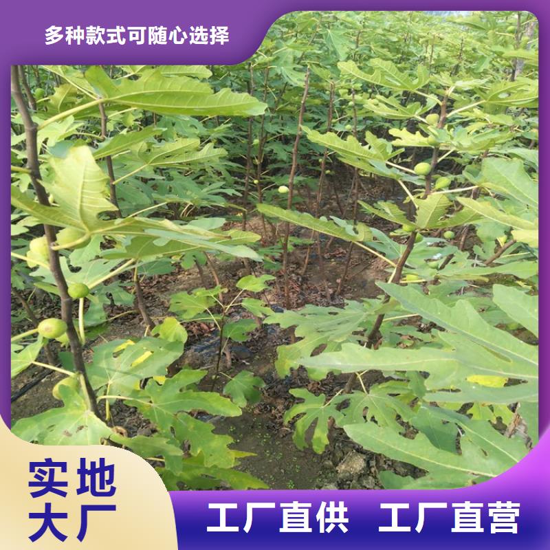 【无花果,樱桃苗一站式服务】