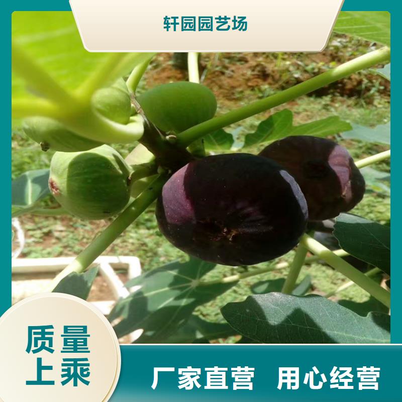 斯特拉无花果苗大棚种植