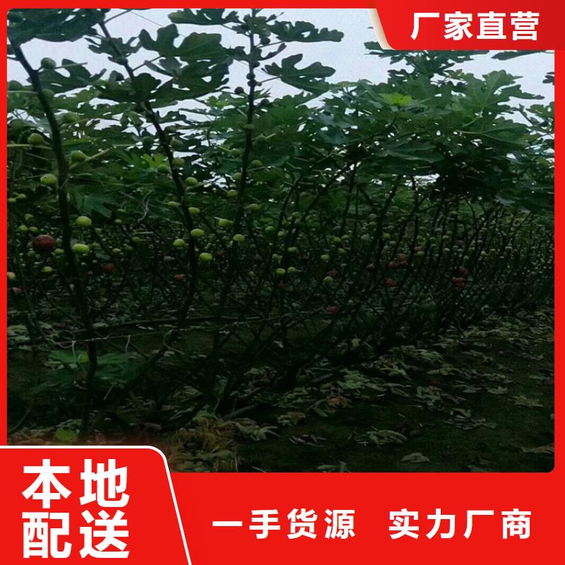 无花果树什么品种好/轩园园艺场