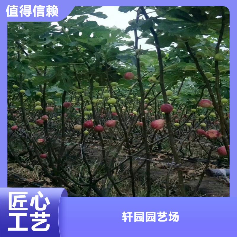 无花果梨树苗极速发货