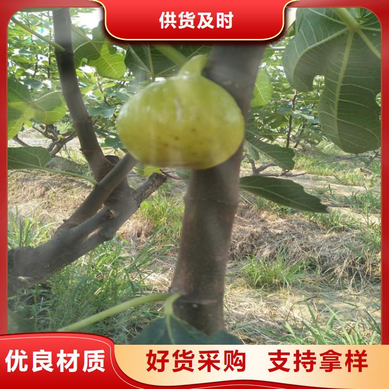 【无花果_樱桃苗低价货源】