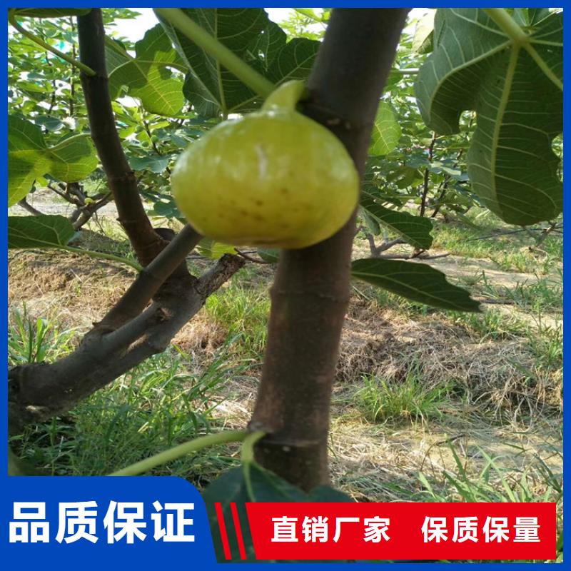 无花果樱桃苗客户信赖的厂家