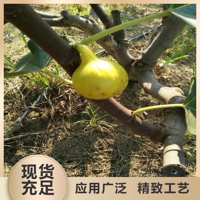 金傲芬无花果苗量多优惠/轩园园艺场