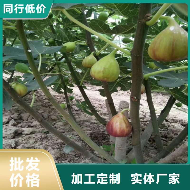 紫果无花果树苗育苗基地