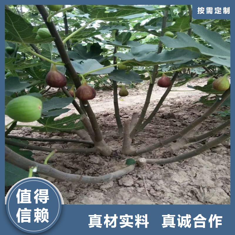 布兰瑞克无花果苗育苗基地/轩园园艺场