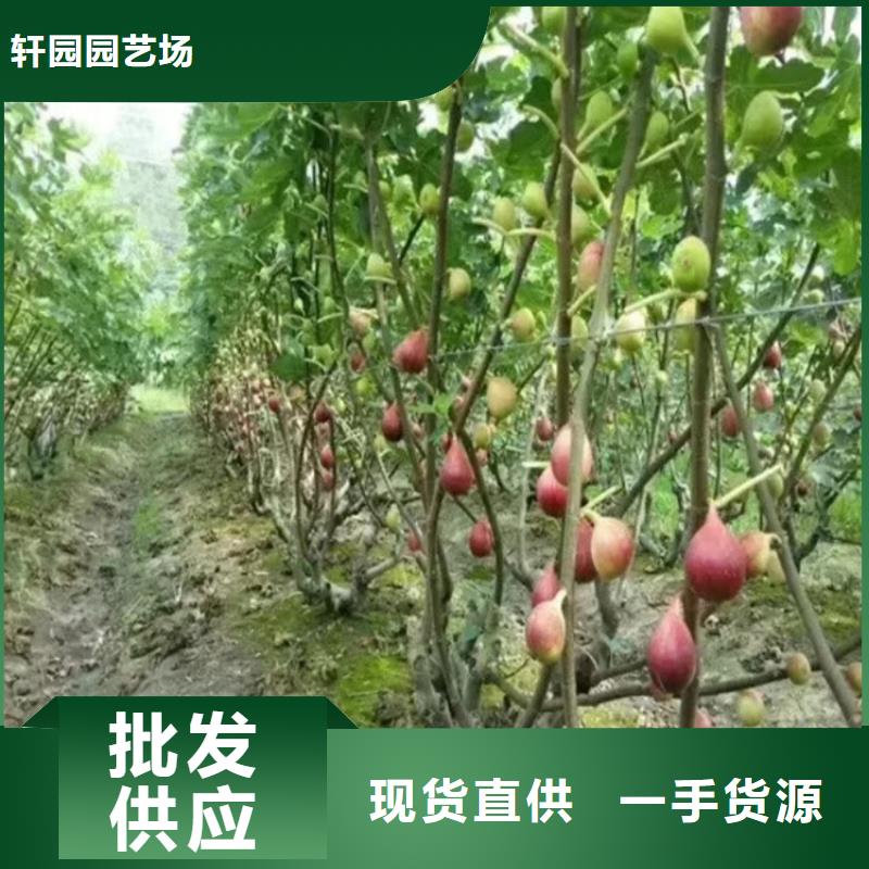 无花果苹果苗可接急单