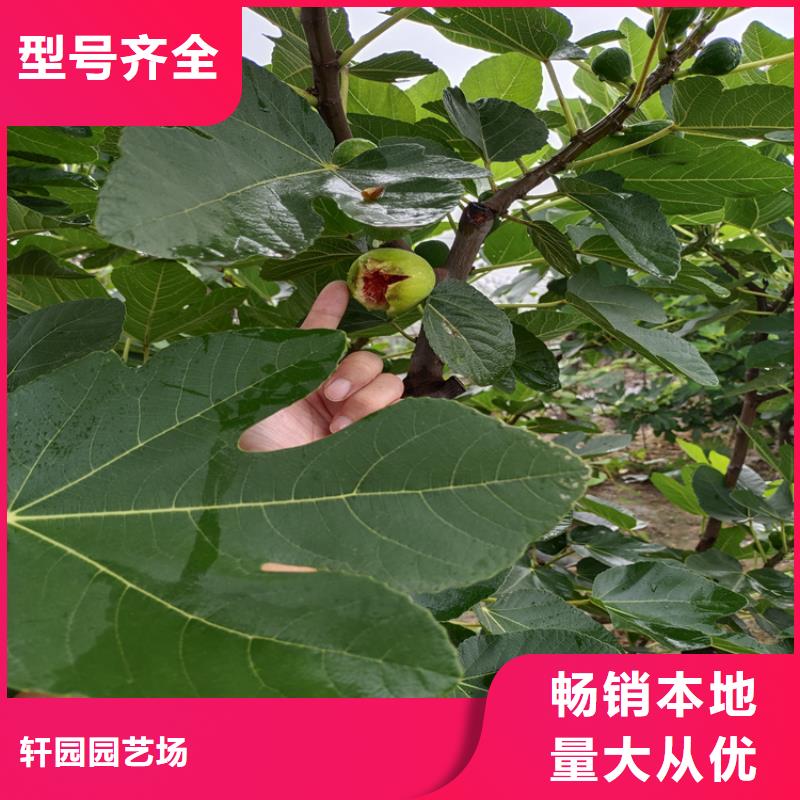 无花果【苹果苗】层层质检