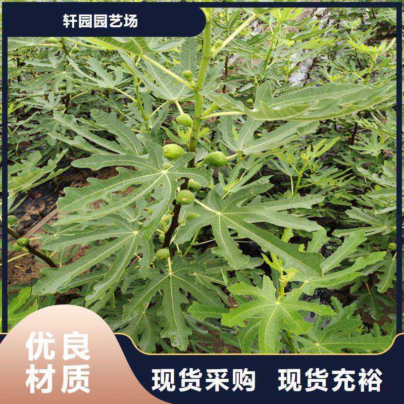 无花果梨树苗品质可靠