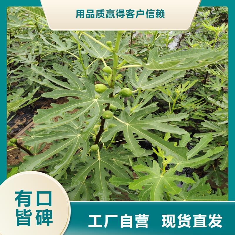 无花果桃树苗联系厂家