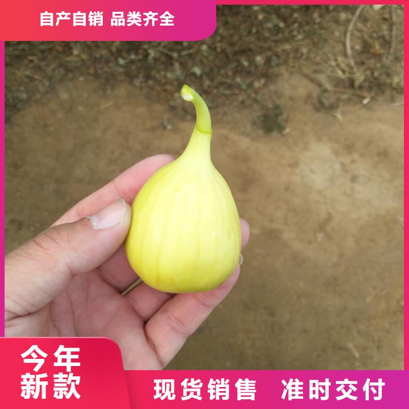 无花果树苗成活率高