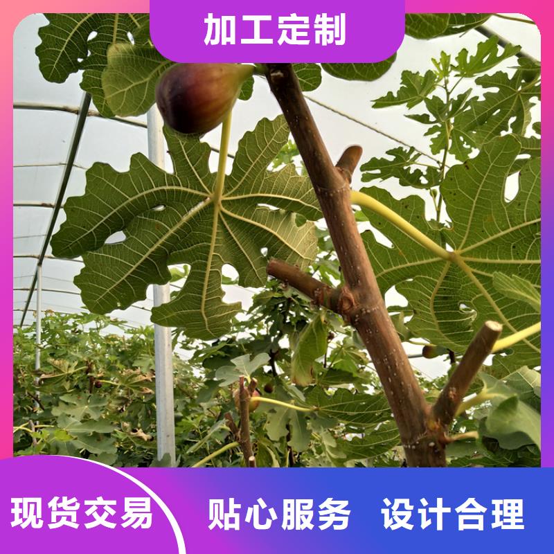 无花果苗欢迎咨询