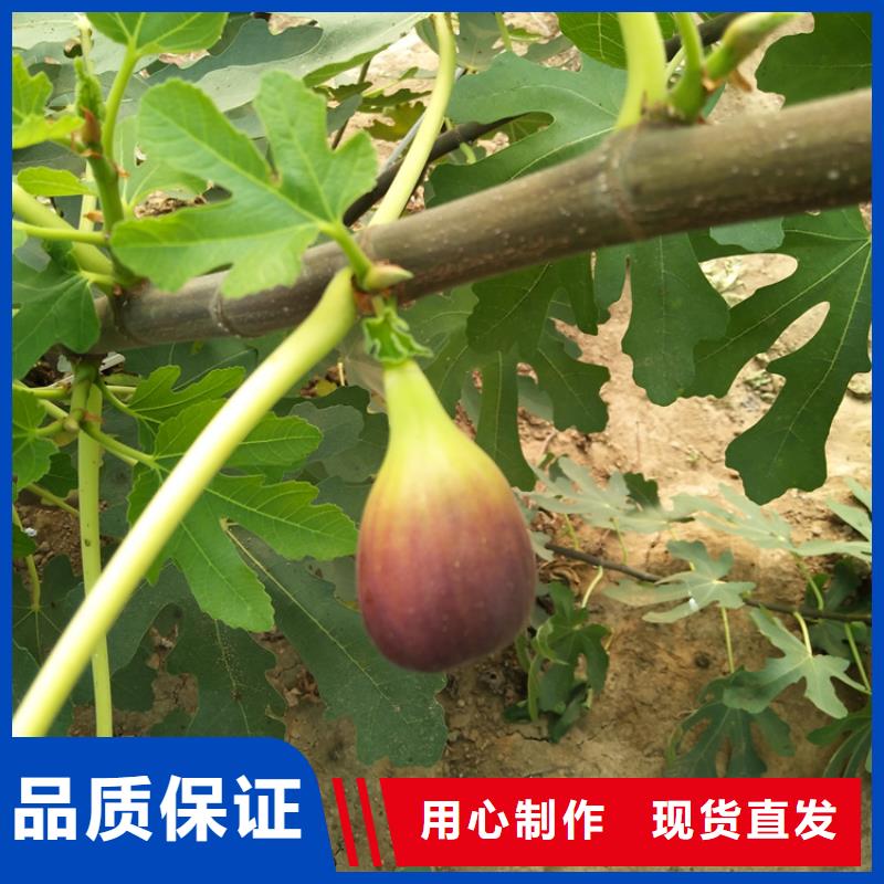 无花果【苹果苗】层层质检