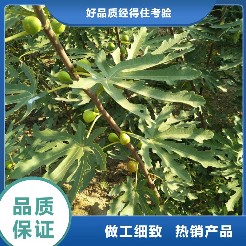 无花果梨树苗超产品在细节