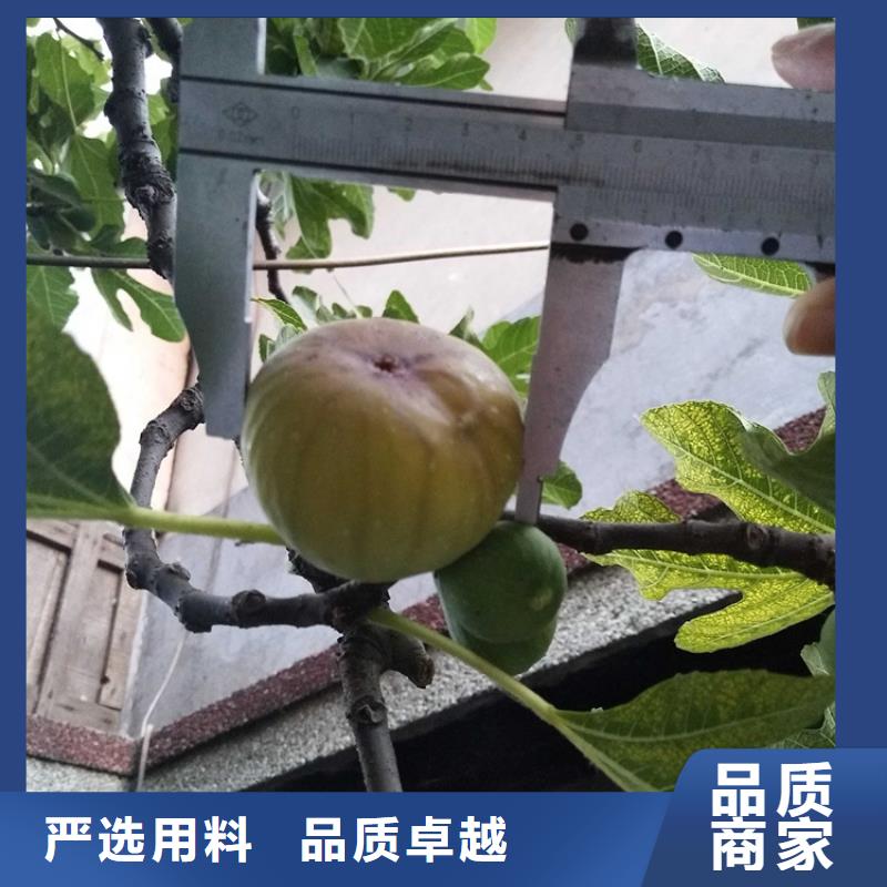 金傲芬无花果苗适合种植地区/轩园园艺场