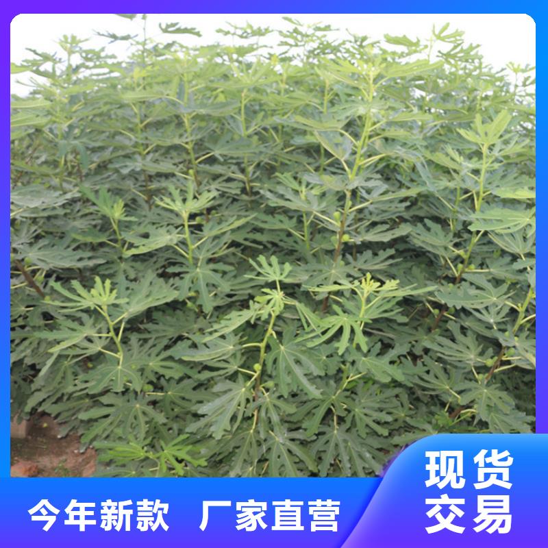 无花果桃树苗品质信得过