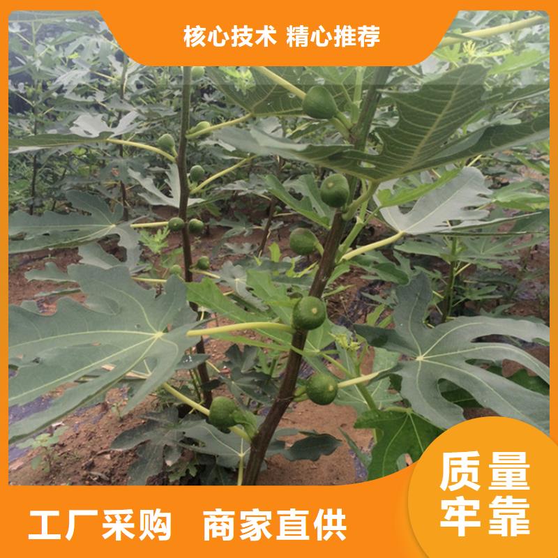 无花果-桃树苗现货充足量大优惠