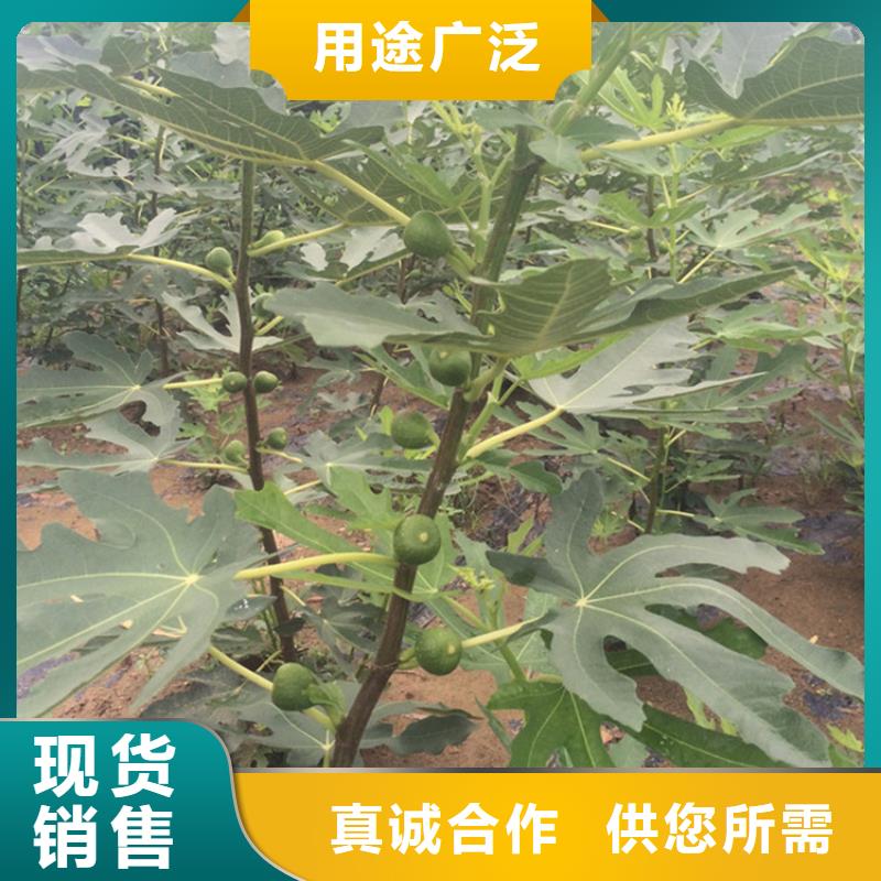 无花果树苗成活率高