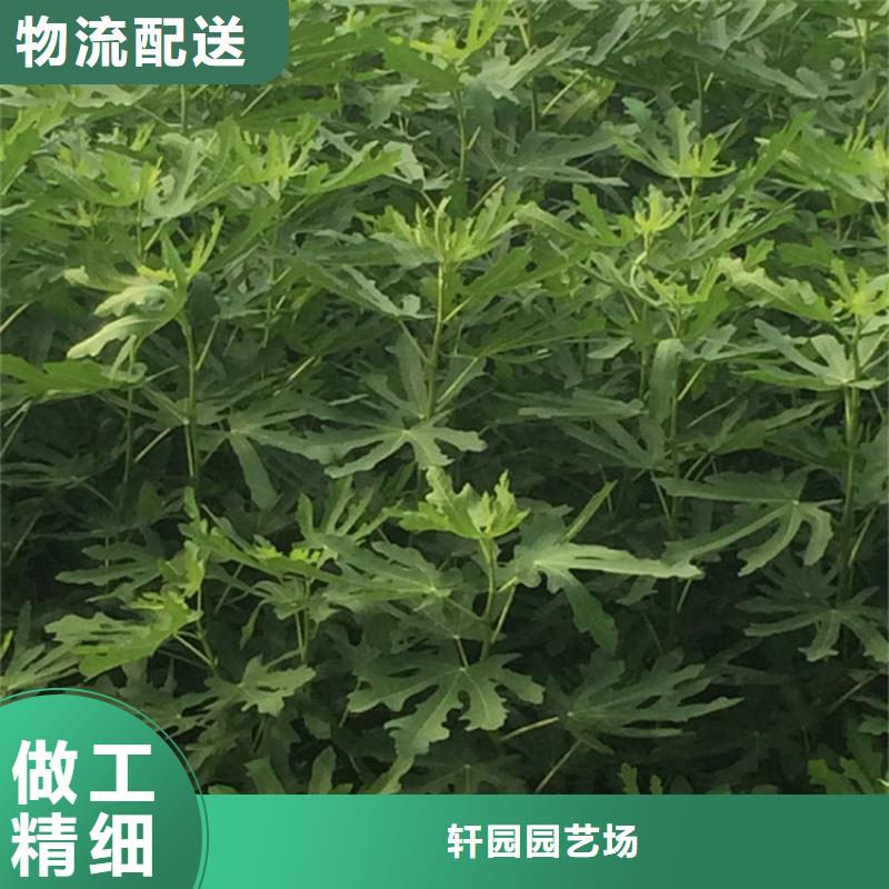 金傲芬无花果苗适合种植地区/轩园园艺场