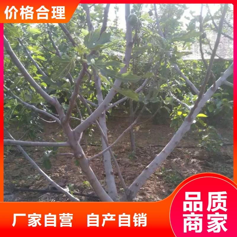 无花果_【樱桃苗】国标检测放心购买