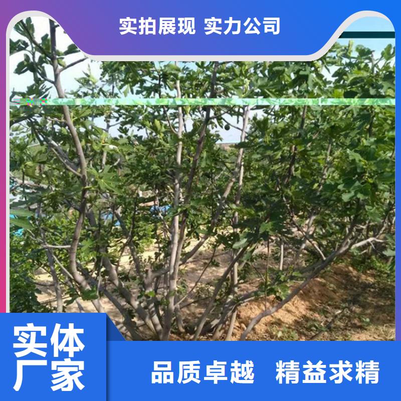 无花果桃树苗品质信得过