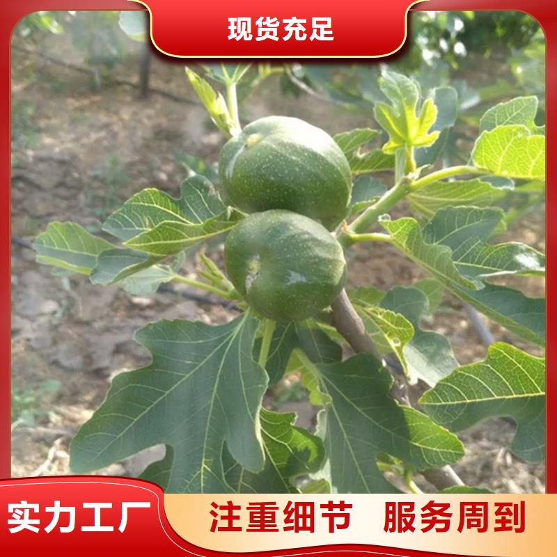 无花果-桃树苗现货充足量大优惠