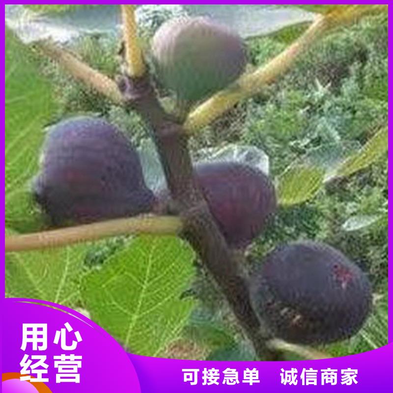 无花果【桃树苗】厂家直销货源充足