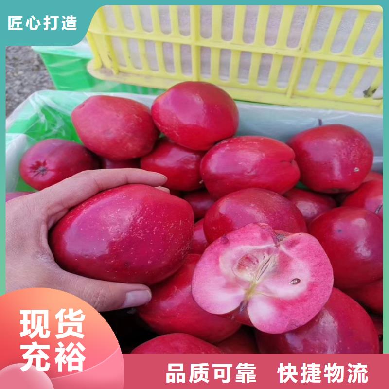 苹果梨树苗把实惠留给您