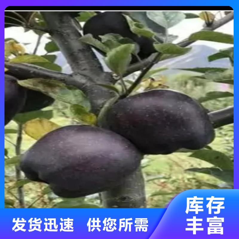 苹果梨树苗把实惠留给您