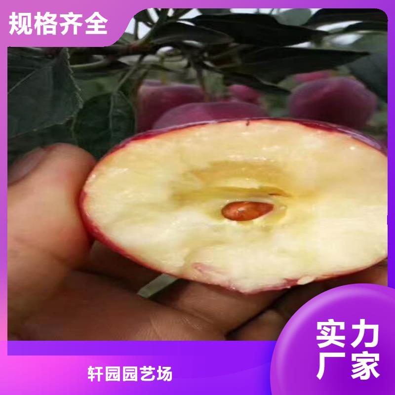 矮化苹果树苗新奇品种/轩园园艺场