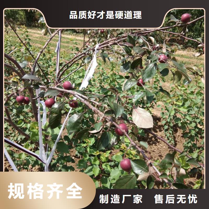 苹果杏树苗检验发货