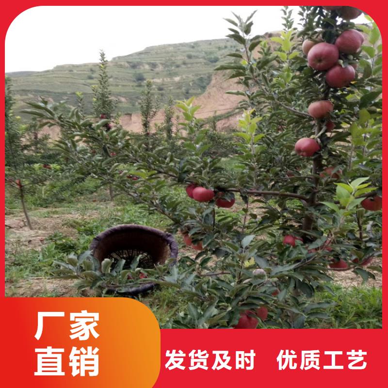 苹果梨树苗把实惠留给您