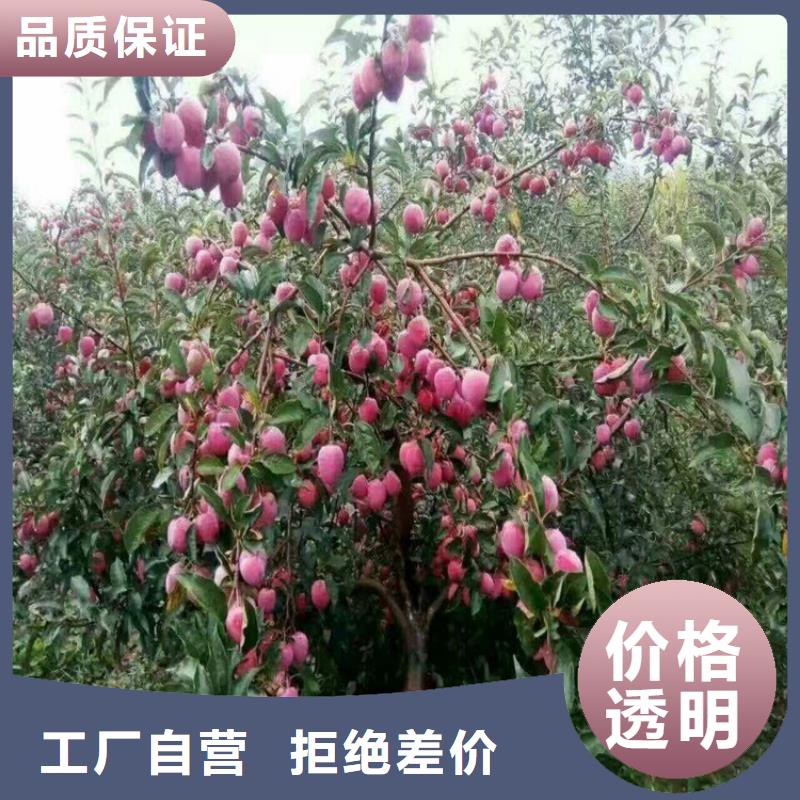 苹果杏树苗精品优选