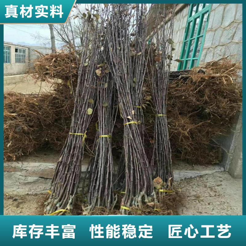 苹果,桃树苗符合行业标准