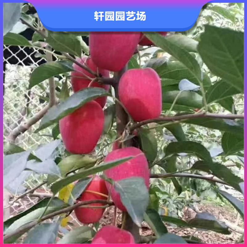 苹果苗大棚种植