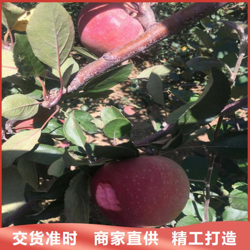 苹果樱桃苗品种全