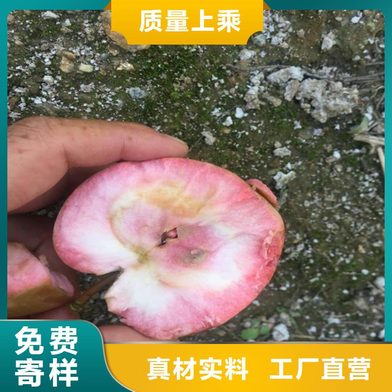 苹果樱桃苗品种全