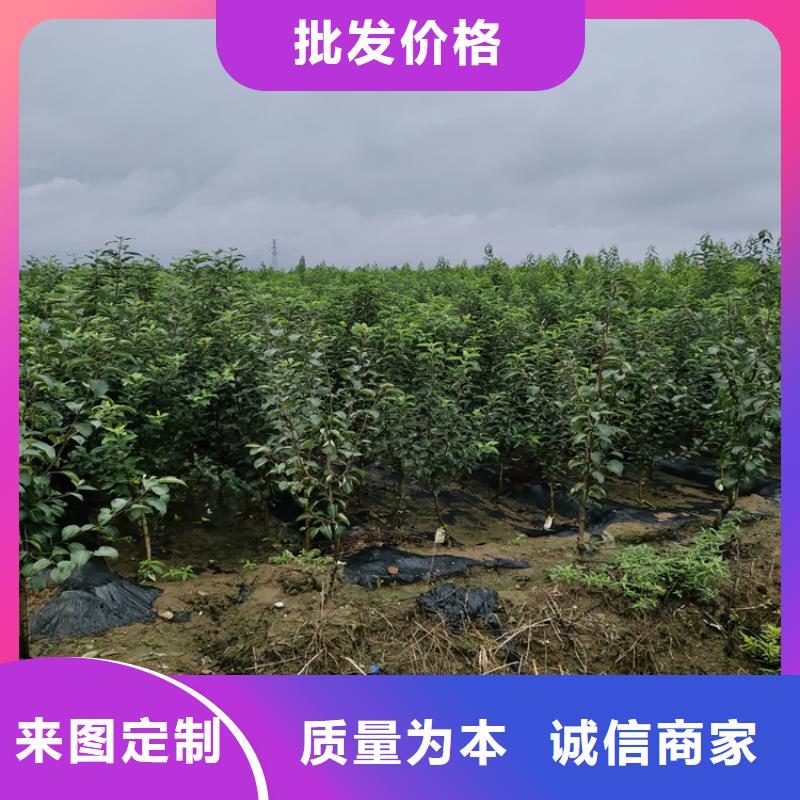 红肉苹果树苗直销价格/轩园园艺场