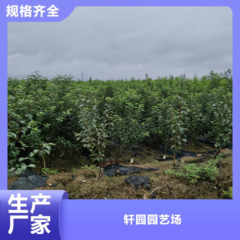 苹果蓝莓苗源厂定制