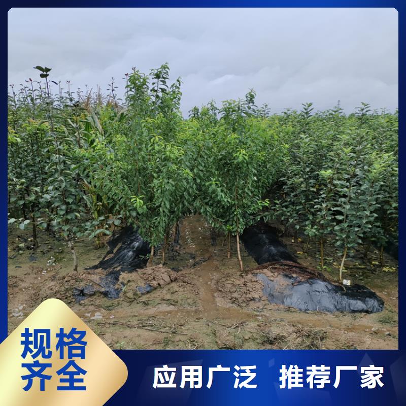 众成一号苹果苗怎么卖/轩园园艺场