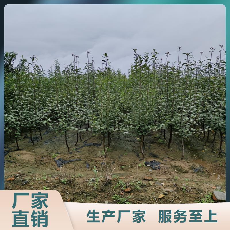 苹果蓝莓苗源厂定制